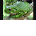 pwfrog GROUP