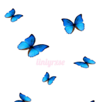 iiniyrxse Fan Group