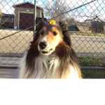 Dogo sqoud