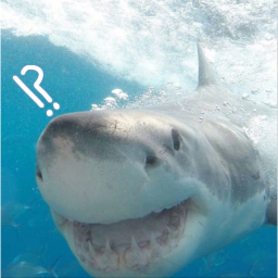 ◠◠　🦈