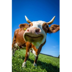 cows cool