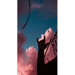 Rose_R156