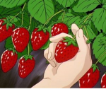- strawberri milk -