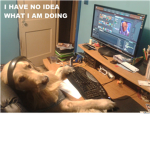 animal fans