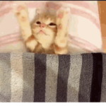 Adventure of cat