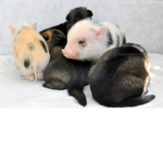 the piggy group *