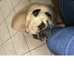 The pug hi pug