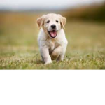 # Puppy Squad!