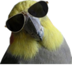 Penguin's Clothing Inc.