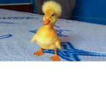 *~ The Duckys~*