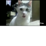 Keko kedi