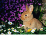 The Bunny Group!