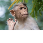 MONKE BOI CLUB