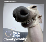 ChonkyWonky
