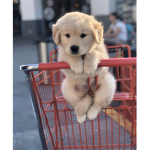 Pawsome pups