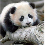 THE PANDASSSSS