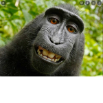 monke boi gang