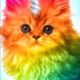 The Rainbow Cat Friends Run!