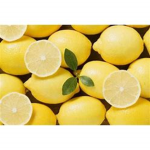 pet lemon