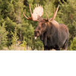 The United moose’s