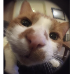 sogwoggy