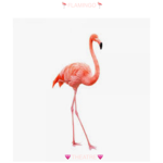 Flamingo Theatre