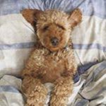 Buster The Goldendoodle Fan Group?