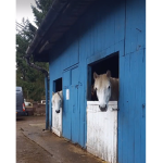 Hayfield horsies