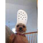 Hi su