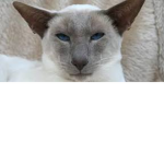 the group of the White cat
