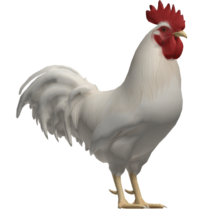 White Chicken Fighting Roblox item