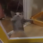 Happy Dancing Cat Kitten PFP Profile Picture