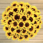 Sunflower_Luce