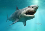 Shark b35