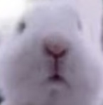 Bun Bun Followers
