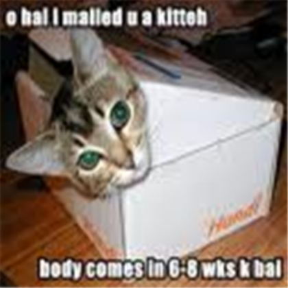 FUNNY CAT!! Roblox decal