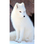 Artic foxes always count