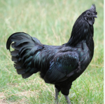 Black Chicken Studios