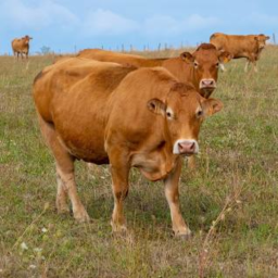 Cow Game