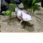 Axolotl. team
