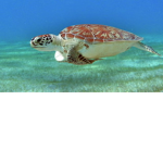 Tropic Turtle