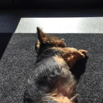 Dog and animal fan group