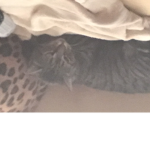 pog cat lol