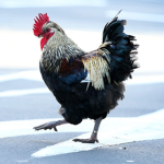 Chickens ∞