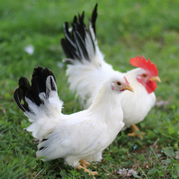 Just a small box with chickens...