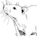 Like Rats