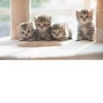 team cats awesome