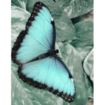 Kourts butterflies