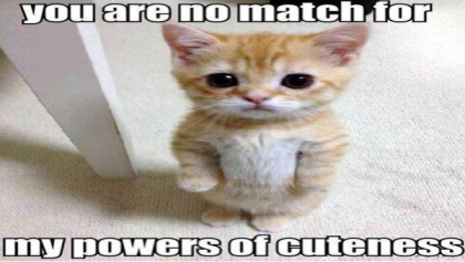 Funny Cat Meme #2 Roblox decal
