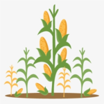Corn Sim Group
